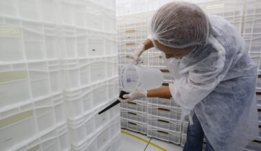 Balneário Camboriú e Blumenau iniciam uso de mosquitos Wolbachia contra dengue