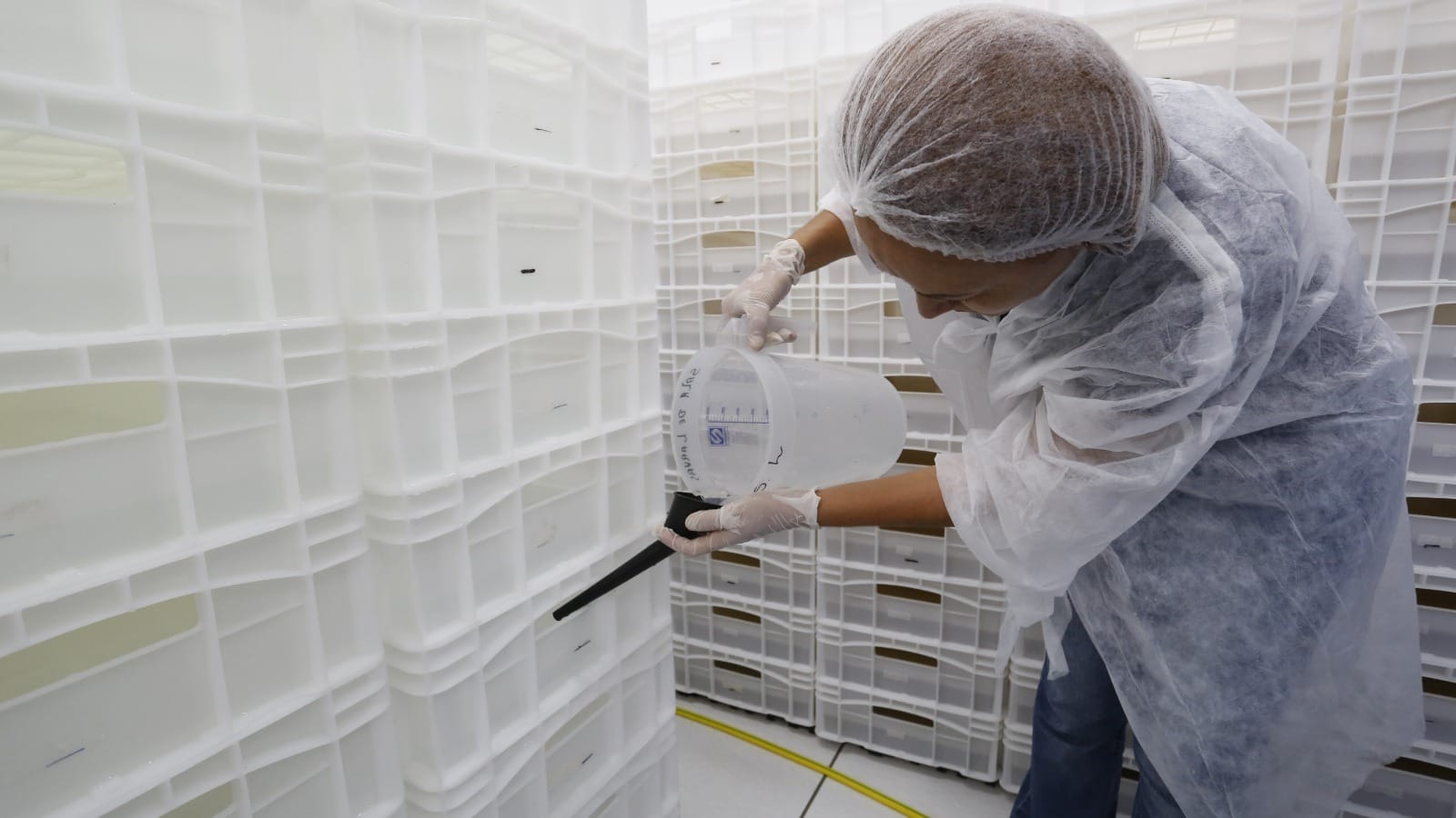 Balneário Camboriú e Blumenau iniciam uso de mosquitos Wolbachia contra dengue