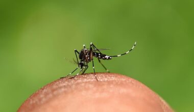 Prefeitura de Maceió | Dia Mundial do Mosquito: SMS reforça cuidados…