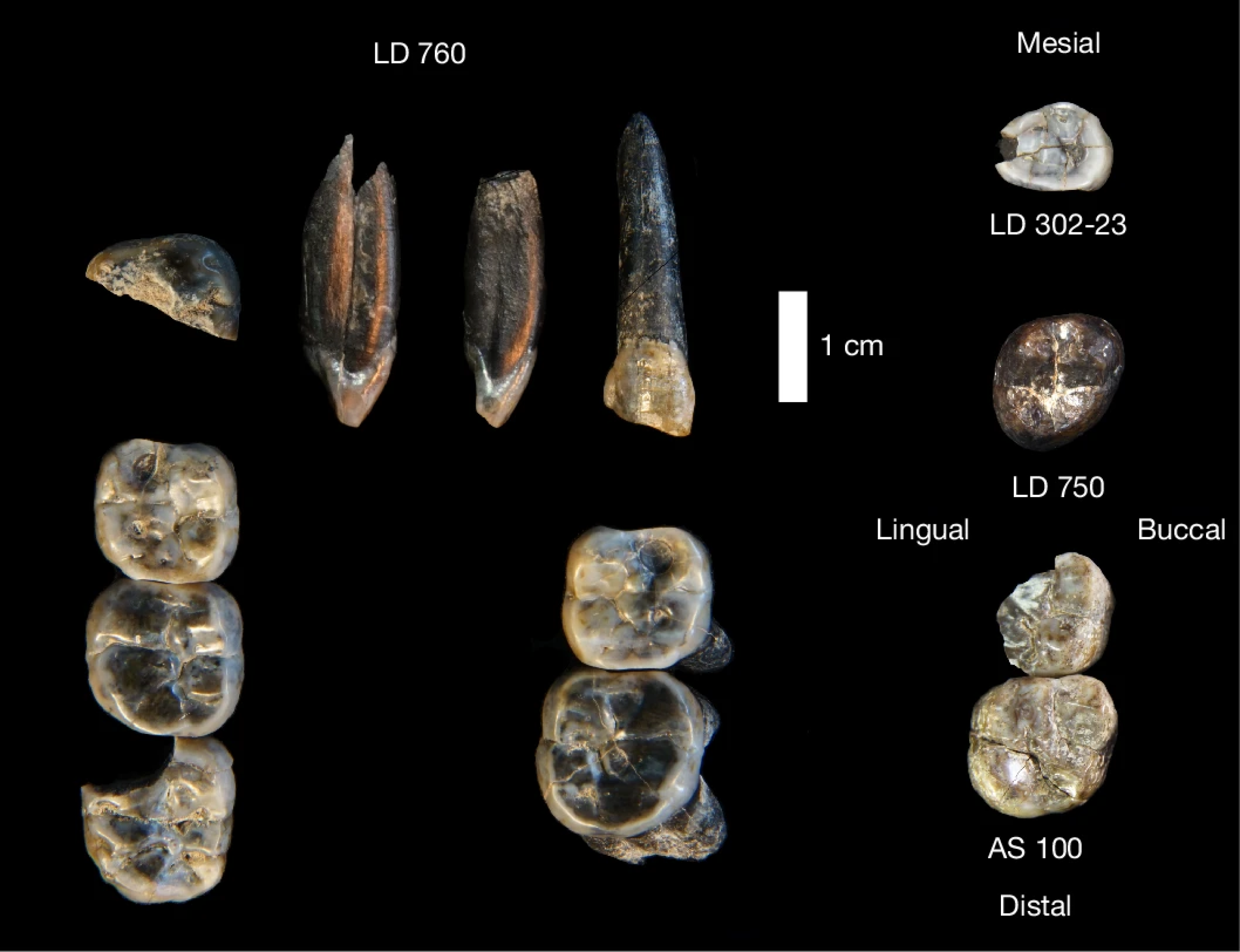 Dentição de hominídeos encontrada na Etiópia