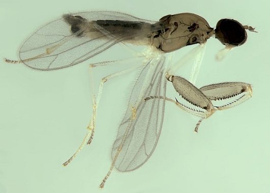 Mosca.