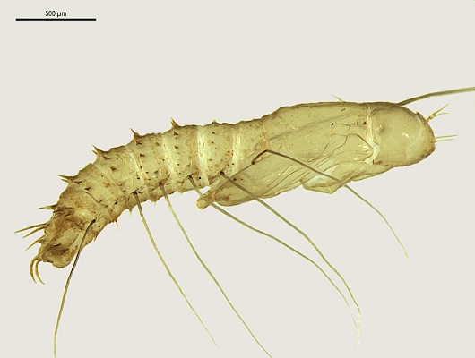 Mosca.