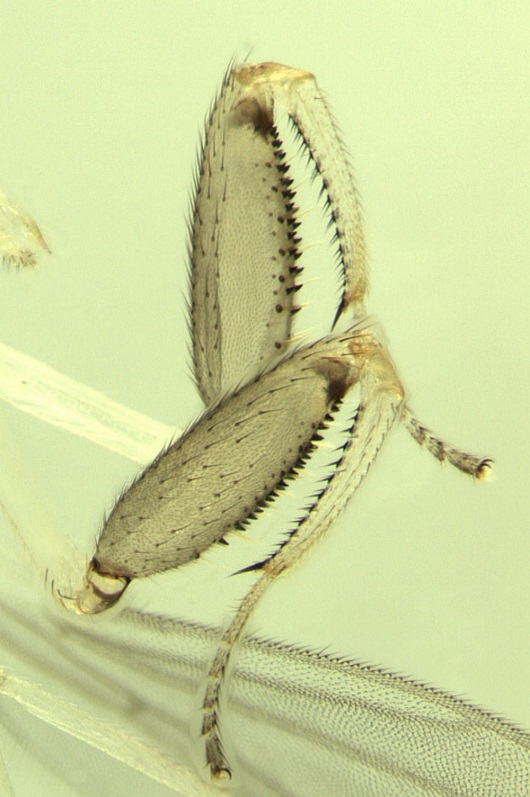 Mosca.