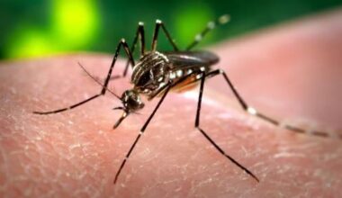 Paraíba registra mais de 5 mil casos e três mortes por dengue no primeiro semestre de 2025 - G1