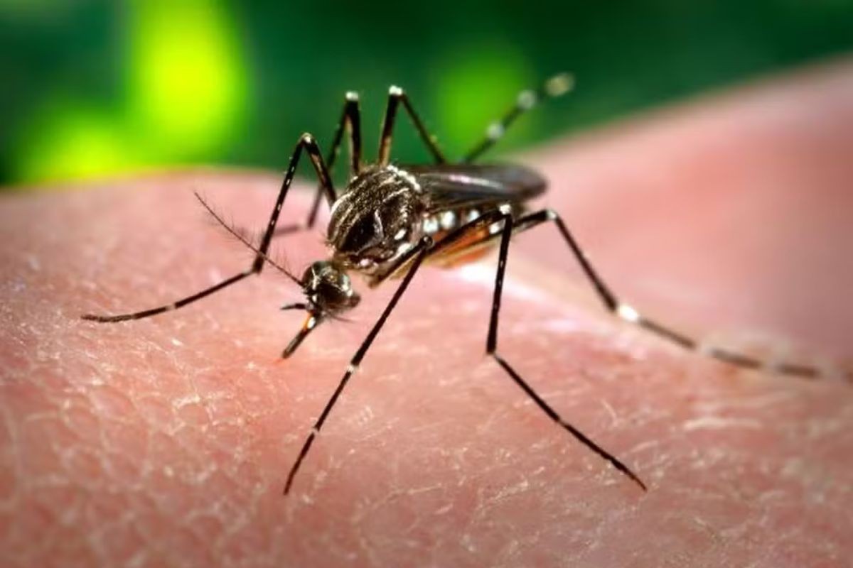 Paraíba registra mais de 5 mil casos e três mortes por dengue no primeiro semestre de 2025 - G1