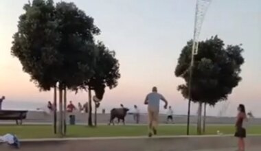 Cinco feridos, entre os quais uma mulher com gravidade, em largadas de touros em Alcochete (com vídeo)