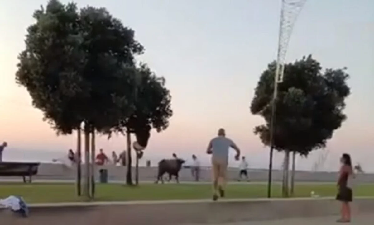 Cinco feridos, entre os quais uma mulher com gravidade, em largadas de touros em Alcochete (com vídeo)
