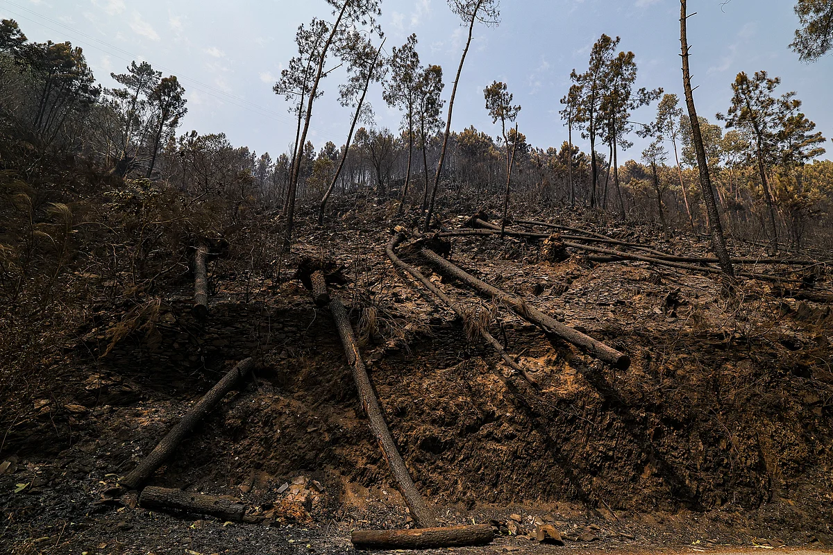 Incêndio em Mirandela faz um morto. Fogo em Arganil mobiliza mais meios