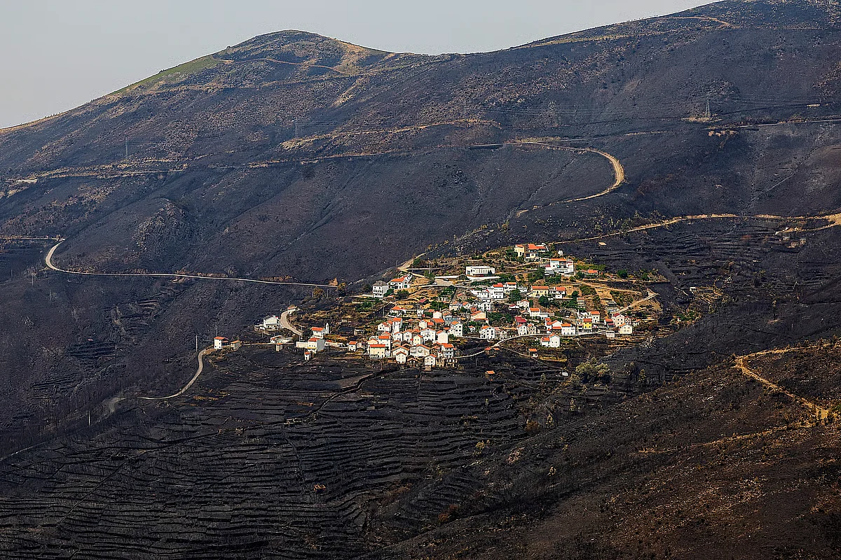 Jovens Suspeitos de Incêndio Florestal