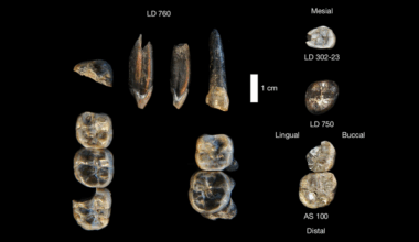 Dentes fósseis com 2,6 milhões de anos descobertos na Etiópia sugerem nova linhagem de hominídeos