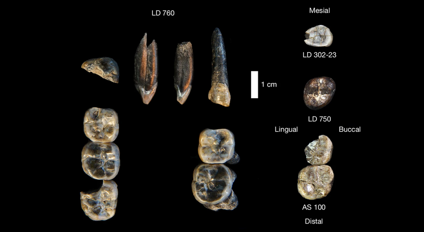 Dentes fósseis com 2,6 milhões de anos descobertos na Etiópia sugerem nova linhagem de hominídeos