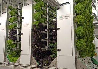 Nutrição do futuro: leite alternativo, hamburgers vegan e pão de insetos - a revolução das proteínas fora do laboratório