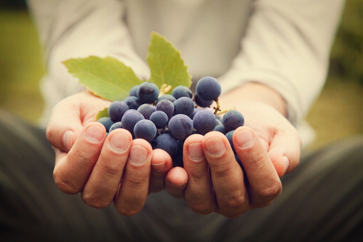 A uva é um superalimento, conclui novo estudo