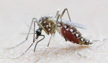 Guangdong promete medidas decisivas à medida que casos de febre chikungunya se alastram