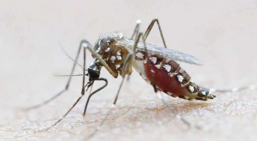 Guangdong promete medidas decisivas à medida que casos de febre chikungunya se alastram