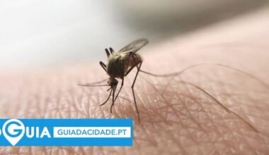 Não consegue dormir por causa dos mosquitos? O zumbido que atormenta as noites de verão - oGuia