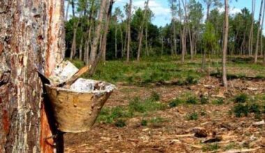 Reclamações sobre falta de limpeza de matas e terrenos aumentam em Portugal
