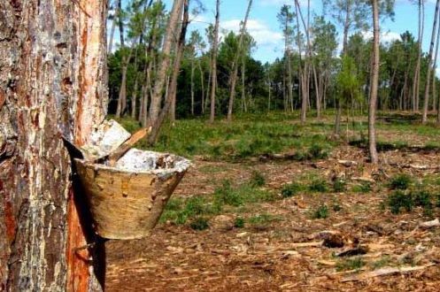 Reclamações sobre falta de limpeza de matas e terrenos aumentam em Portugal
