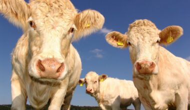 Superbactéria resistente a antibióticos se espalha pelo gado nos EUA — e pode causar doença grave em humanos