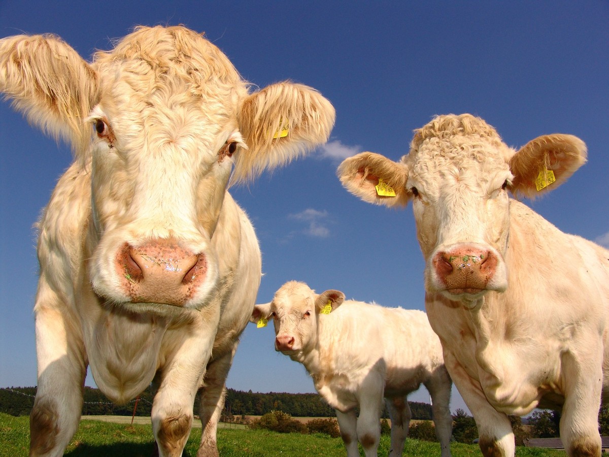 Superbactéria resistente a antibióticos se espalha pelo gado nos EUA — e pode causar doença grave em humanos