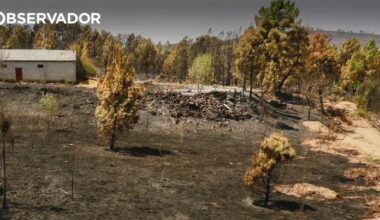 Homens apanhados a atear incêndio ficam em liberdade – Observador