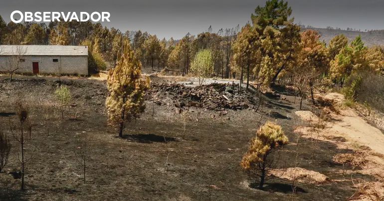 Homens apanhados a atear incêndio ficam em liberdade – Observador