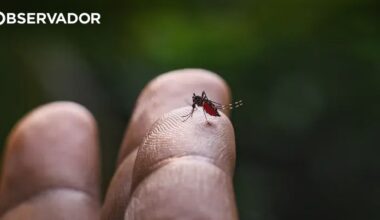 Aumento de doenças transmitidas por mosquitos será "normal" – Observador
