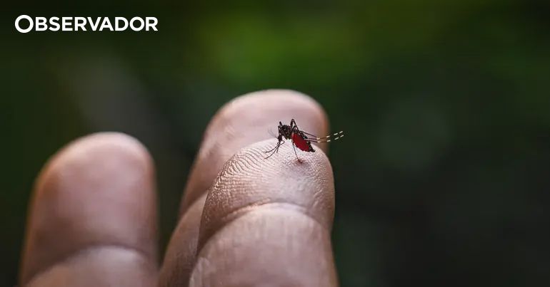 Aumento de doenças transmitidas por mosquitos será "normal" – Observador