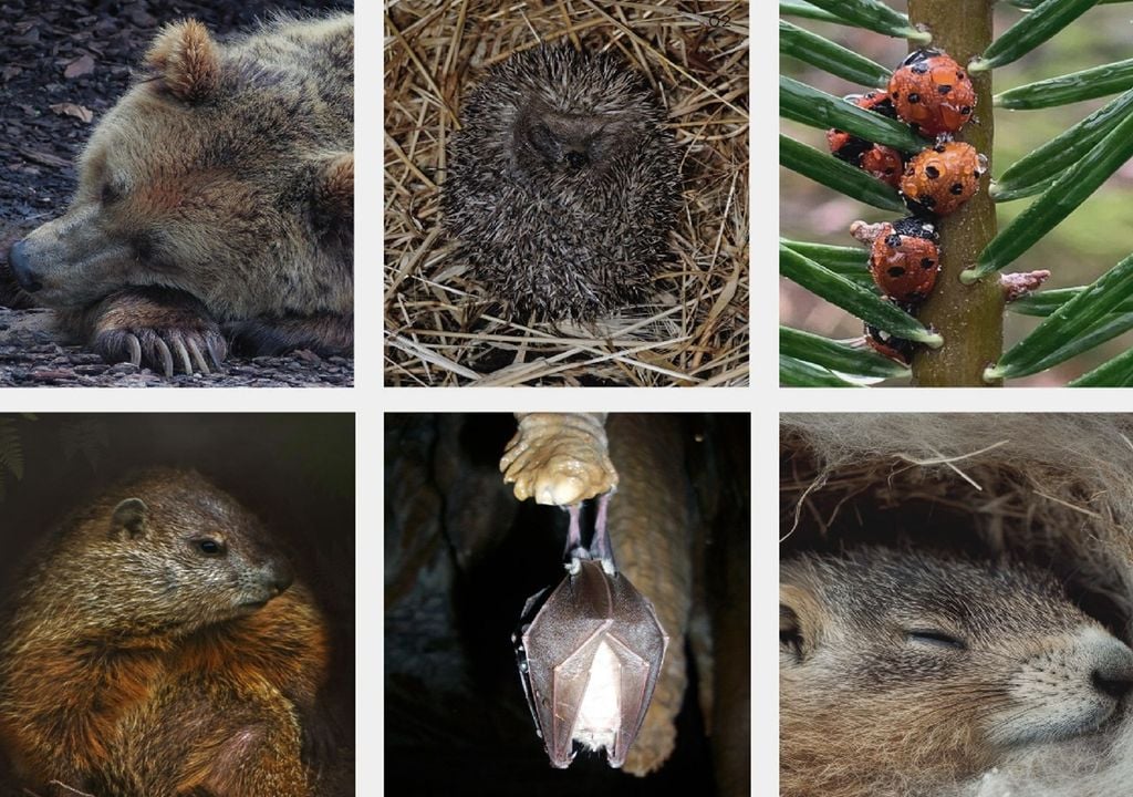 Animais hibernantes