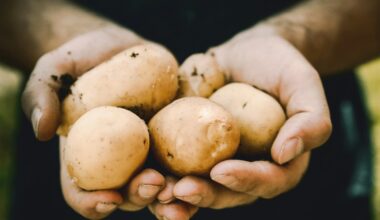entenda relação genética e linguística do legume com o tomate