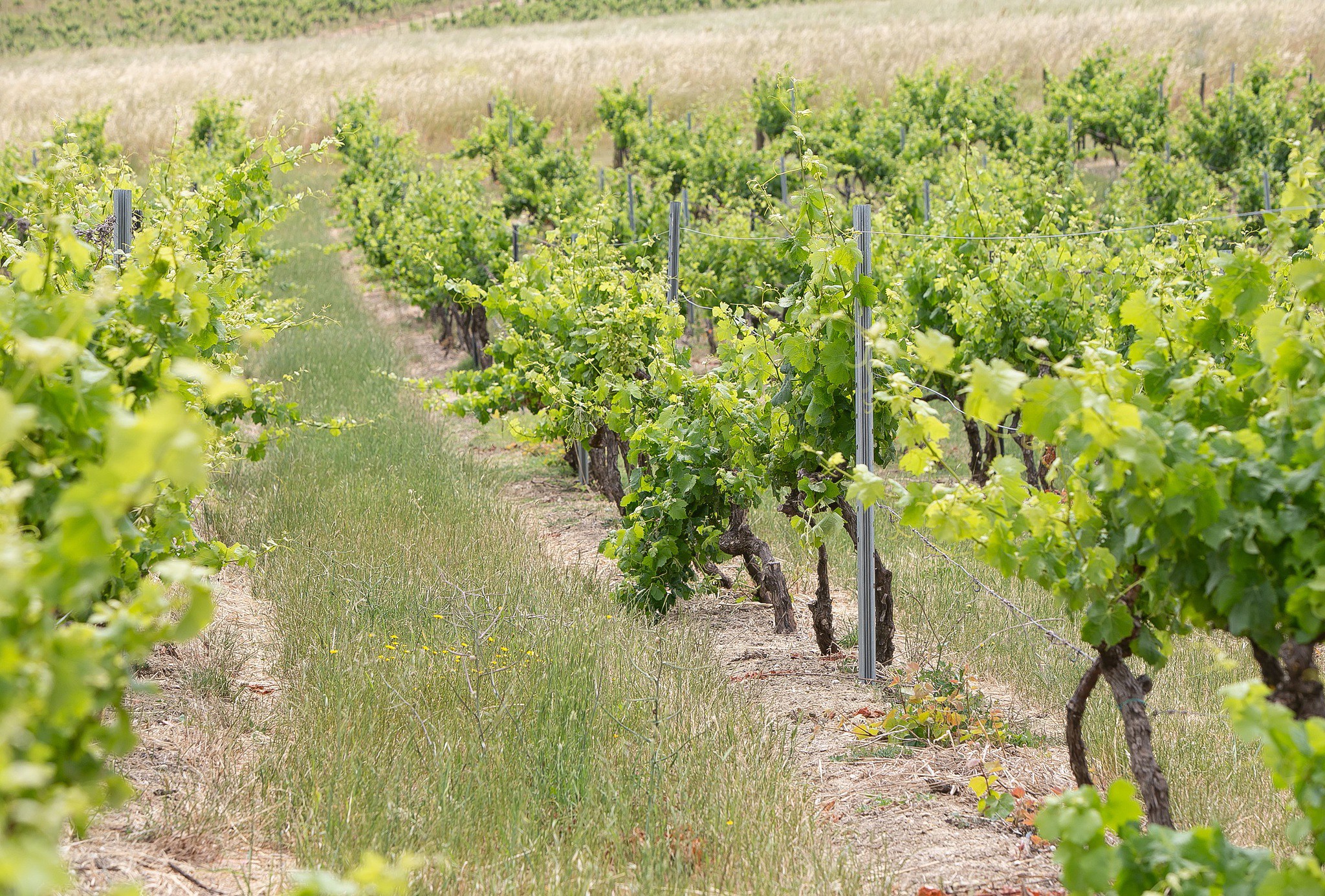 Na Quinta do Sampayo, a regeneração dita o futuro do vinho