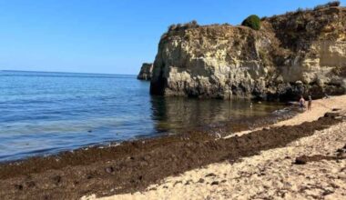 Macroalga asiática chega às praias do Algarve e preocupa empresários