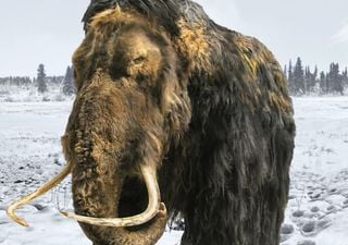 Mamutes ou auroques, duas espécies colossais extintas que a ciência quer trazer de volta