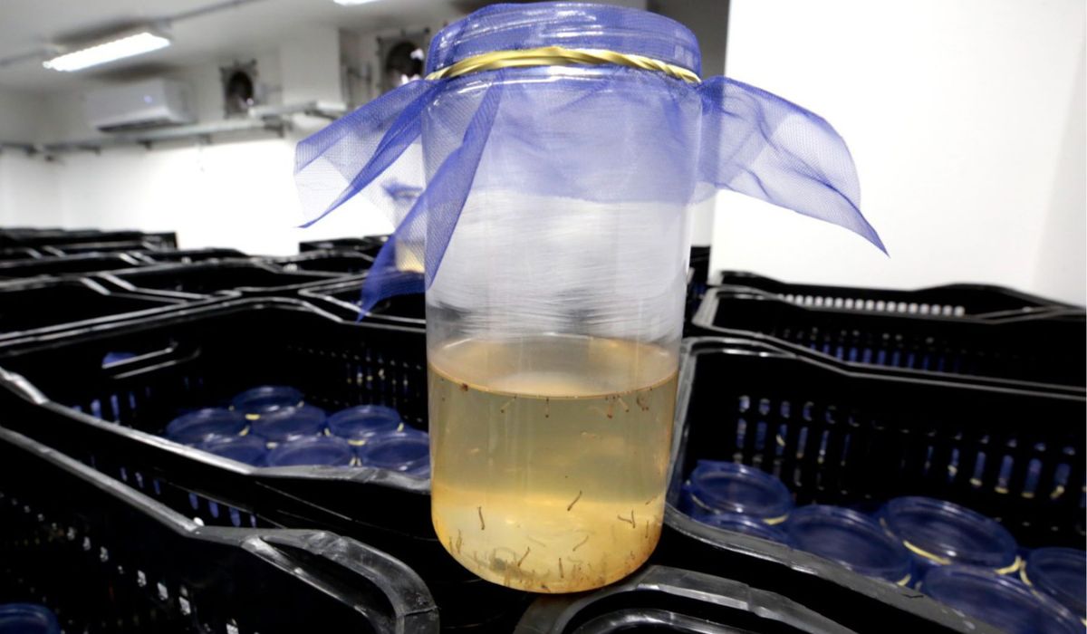 Técnica consiste na liberação de mosquitos Aedes aegypti contaminados com a bactéria Wolbachia, que bloqueia a transmissão dos vírus da dengue – Foto: Reprodução/Secom Joinville/ND