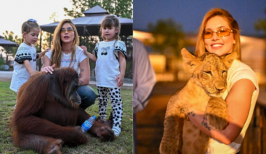 Virginia leva os filhos ao zoológico em Dubai e surpreende ao segurar uma onça no colo