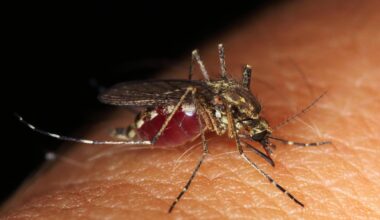 China: Surto de chikungunya no sul do país gera alarme e resposta apertada das autoridades
