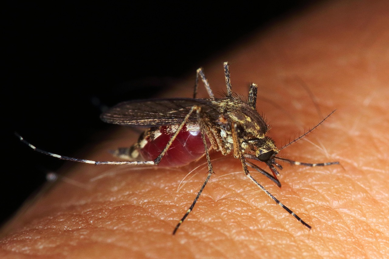 China: Surto de chikungunya no sul do país gera alarme e resposta apertada das autoridades