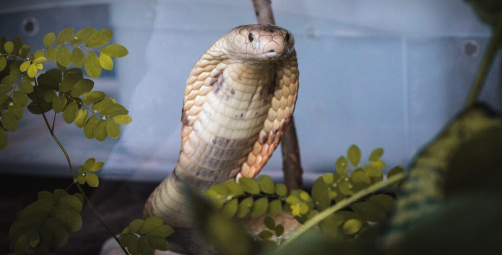 comércio de serpente
