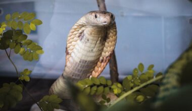 comércio de serpente