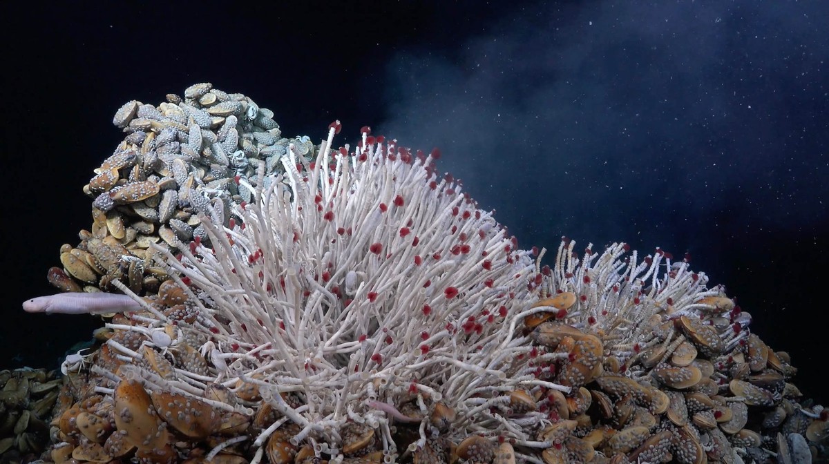 cientistas descobrem sistema hidrotermal gigante no Pacífico que pode revelar a origem da vida