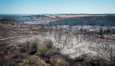 quais são as primeiras plantas a brotar após um incêndio florestal?