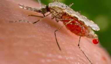 Novo vetor da malária pode chegar ao Brasil e levar doença às cidades, alerta estudo