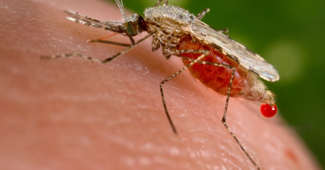 Novo vetor da malária pode chegar ao Brasil e levar doença às cidades, alerta estudo