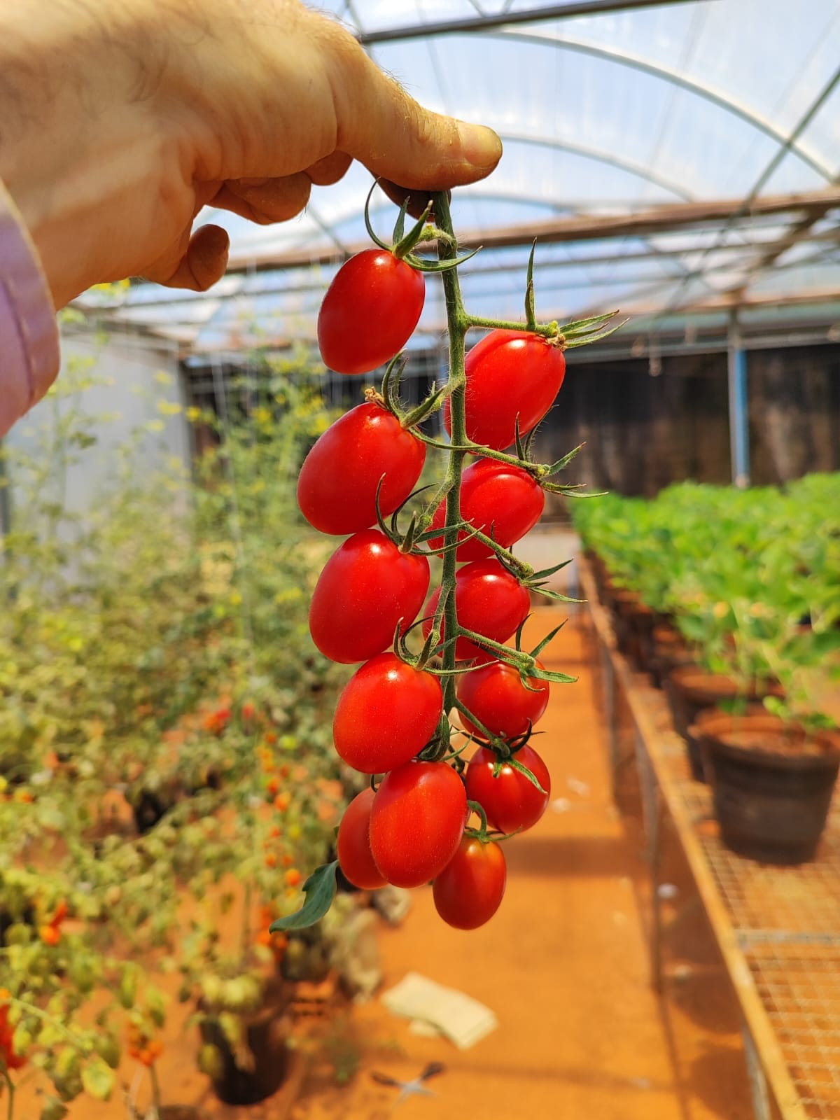 Tomate-cereja é um queridinho de quem gosta desta fruta— Foto: Divulgação