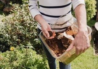 Você usa borra de café como fertilizante para plantas? Cuidado, pode não ser uma boa ideia!