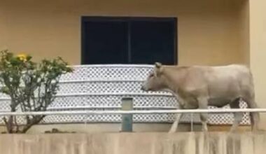 Vaca invade jardim de edifício de apartamentos na Avenida da Madalena (com vídeo)
