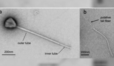 Novo vírus encontrado no oceano Pacífico tem cauda de tamanho gigante