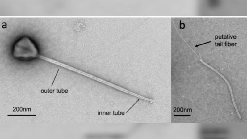 Novo vírus encontrado no oceano Pacífico tem cauda de tamanho gigante