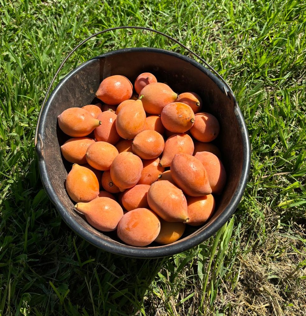A fruta de nome difícil ganha o mercado internacional — Foto: Divulgação