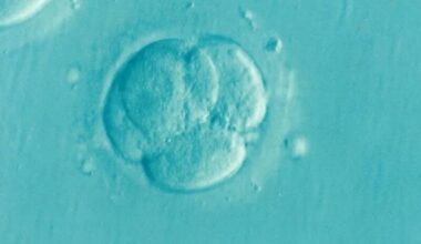 Testes genéticos em embriões podem ajudar mulheres acima de 35 anos a conceber mais rápido